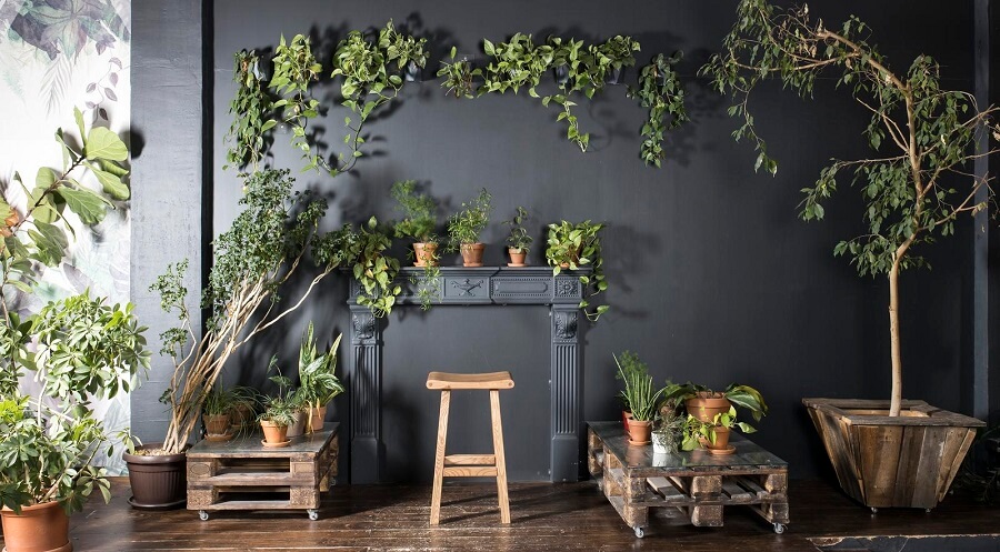Des plantes d'intérieur autour de la cheminée noire