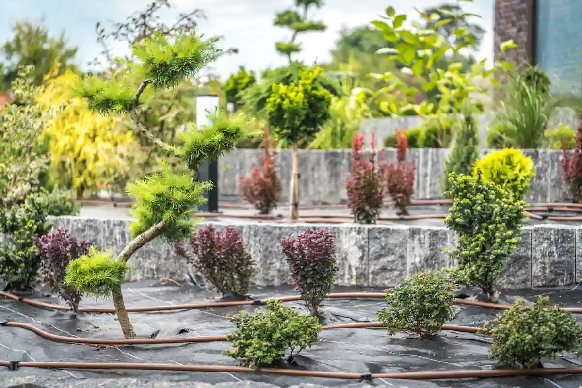 Des arbustes nains dans un jardin