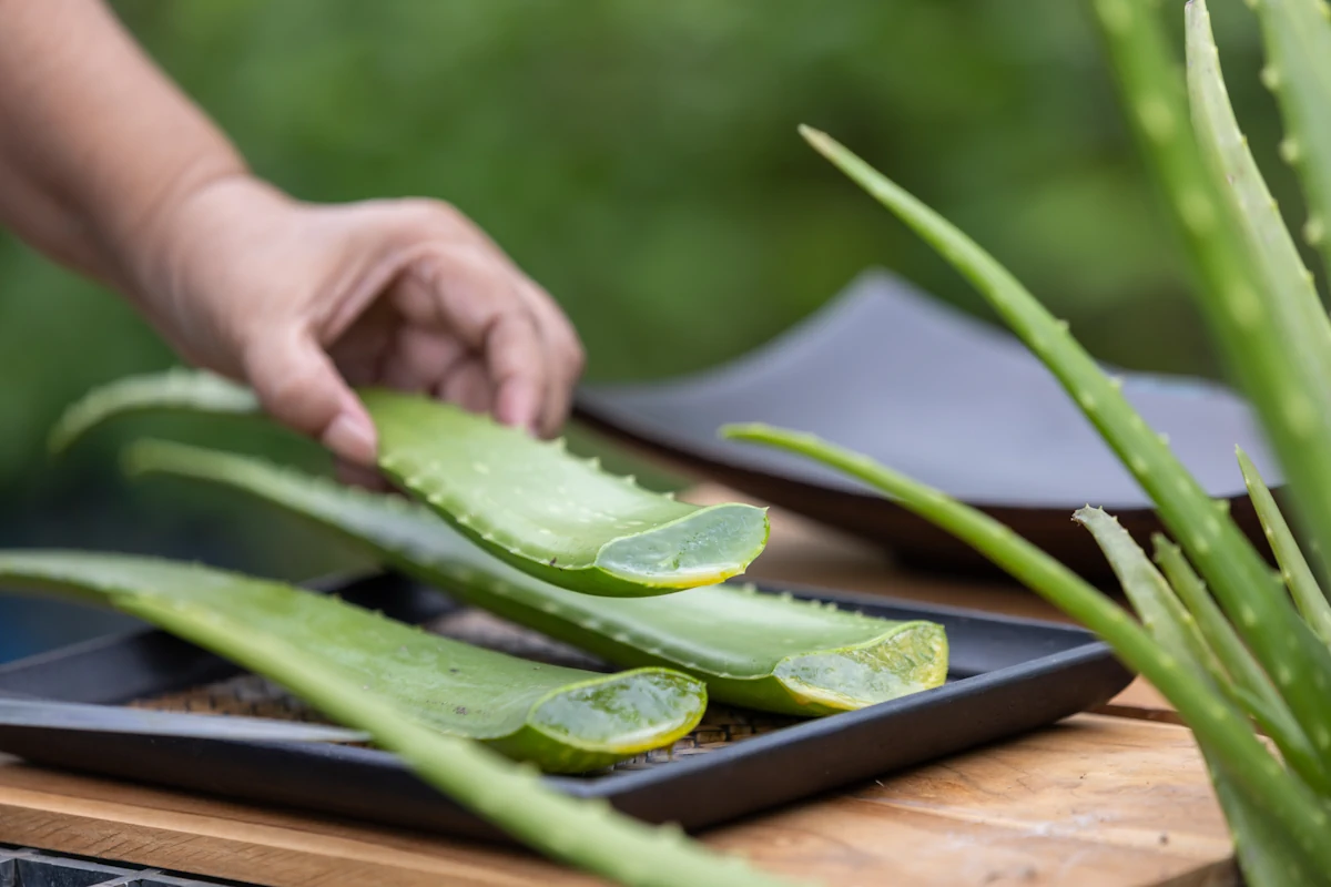 Une personne qui tient des feuilles d'aloe vera coupé