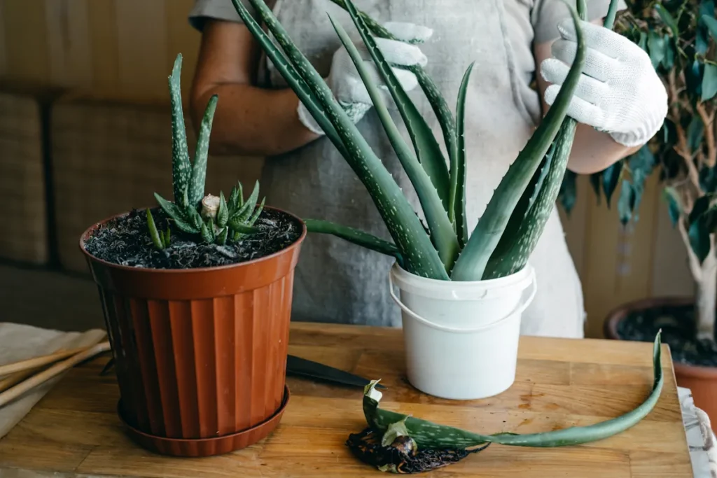 Une personne gantée qui traite un aloe vera en pot avec un autre pot d'aloe vera sur le côté