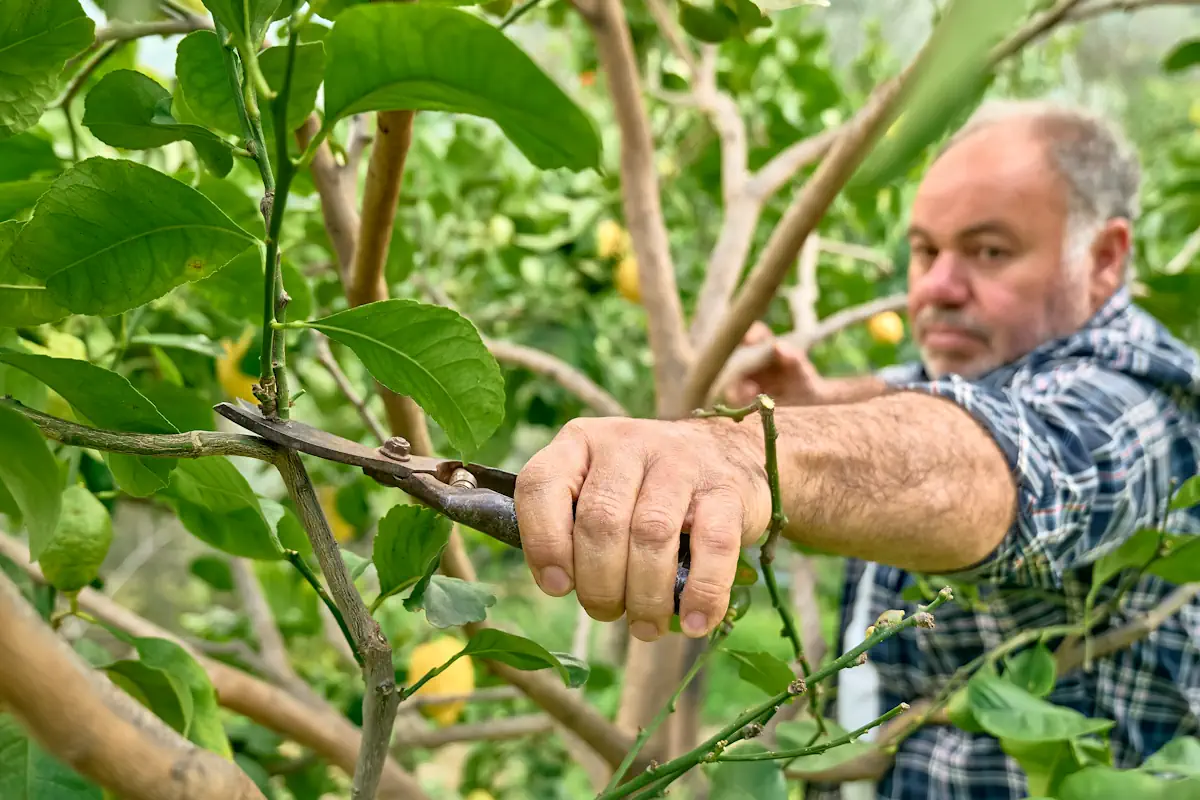 Un homme qui taille un citronnier