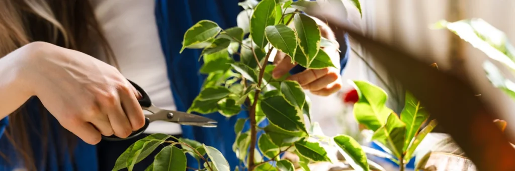 Une personne qui taille un citronnier