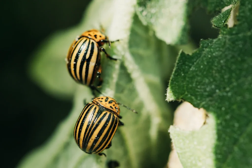 des doryphores dans des feuilles vertes