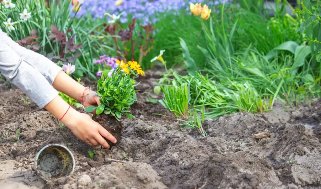 Une personne qui plante des fleurs dans un terre argileux