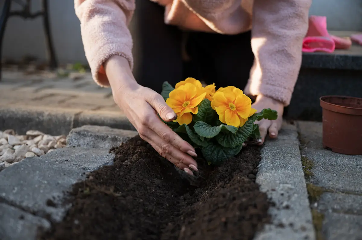 Une personne qui plante de l'iris de jardin