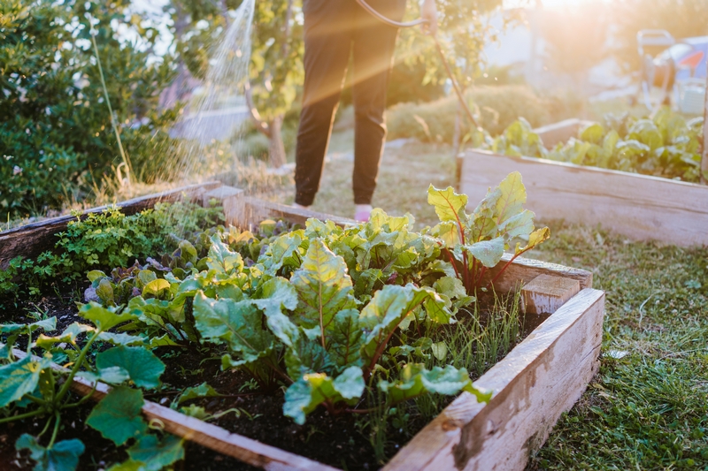 salade dans un potager