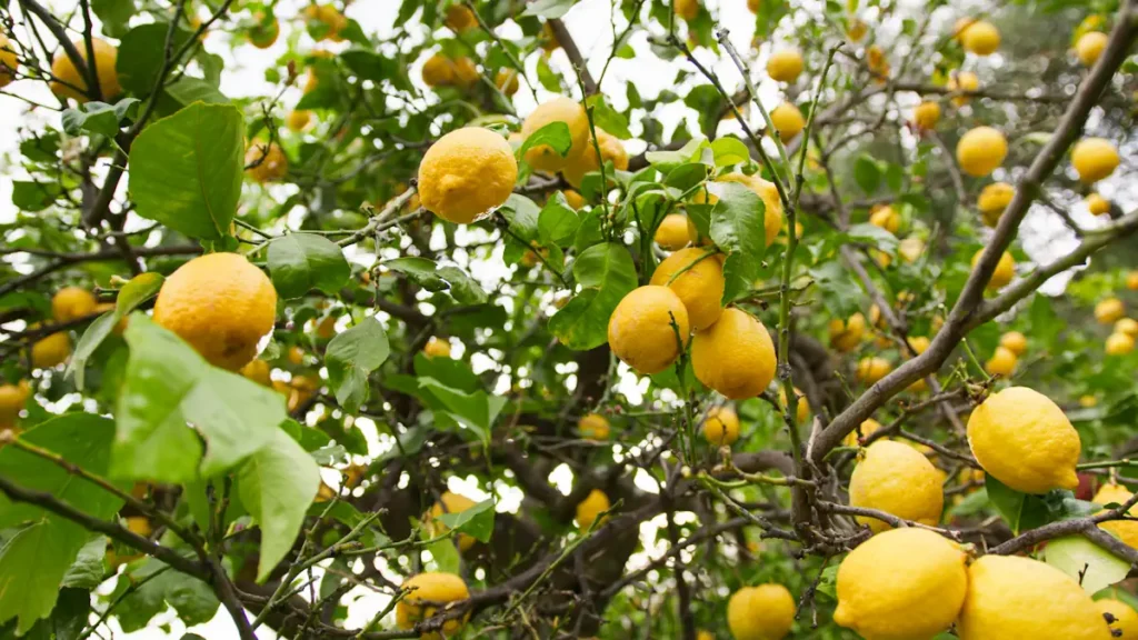 Voici pourquoi votre citronnier en fleur mais pas de fruit